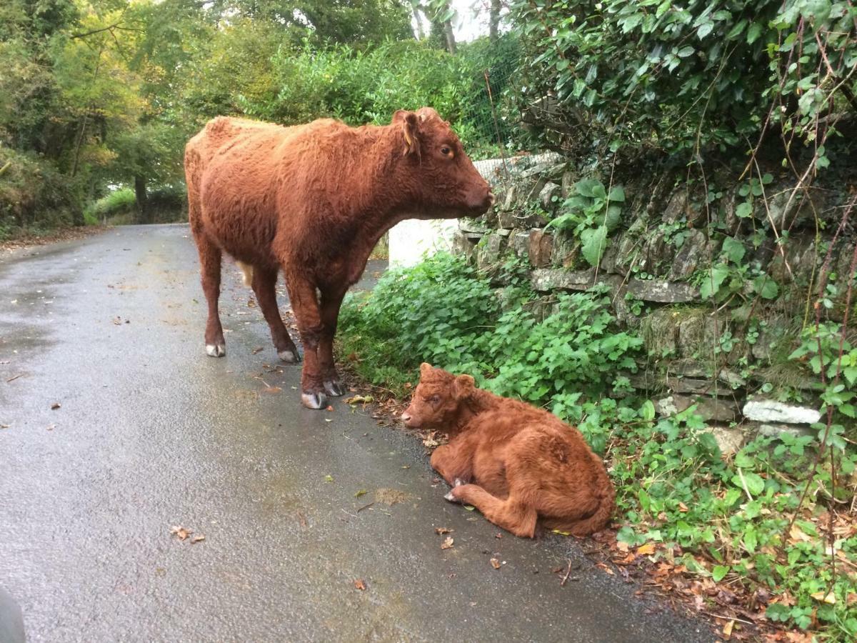 Oak Lodge Tavistock  Eksteriør billede